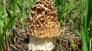 Сморчок степной (Morchella steppicola)