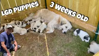 LGD Puppies Are 3 Weeks Old! Tonya To The RESCUE, She Saves A Chicken!