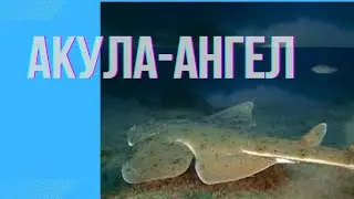 Акула-ангел мирна красуня