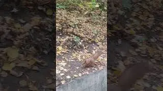 Осенние запасы белочки