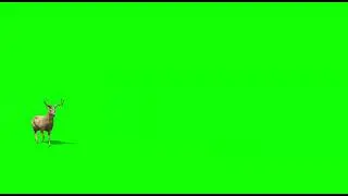green screen rusa berjalan dan berlari