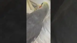 Pepper cornering and wooing Kiro #cockatiel #kiropepper