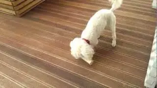 My toy poodle playing around