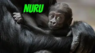 Nuru's Adorable First Year