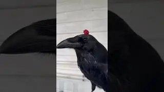 #animal #commonraven #ravenbird #birds #воронгоша #raven #animals #funny