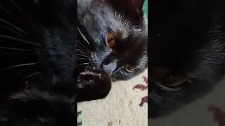 пучебрюхий грибожуй🤣 