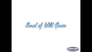 Sound of Wild Geese