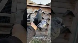 Лысые Азиаты на Игре