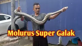 Membantu Proses Ganti Kulit Ular Molurus Liar
