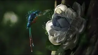 Hummingbird with flowers animated nature