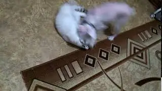 Дерзкое нападение собаки на кота