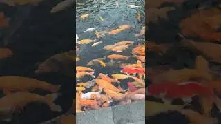 Tirta Empul in Bali | Explore Bali With KBG Gangadhar #bali  #Kbgtrips