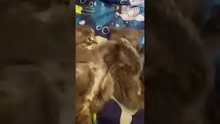 Веселые котята .