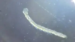 Microorganisms in Water #4k