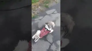 просто вышли гулять