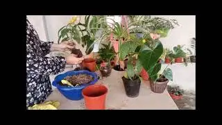 Пахистахис гули парвариши