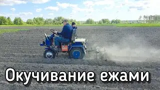 МОТОБЛОК МТЗ БЕЛАРУС, ОКУЧИВАНИЕ КАРТОФЕЛЯ ЕЖАМИ.
