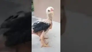 Удивительная мутация 