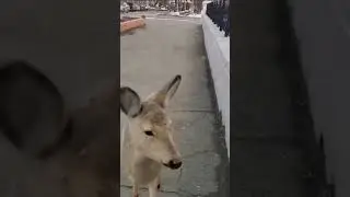 Весна в Шадринске