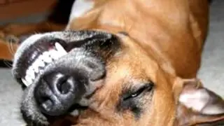 If these animals won't make you smile, nothing will - Funny and cute compilation - Watch and laugh!