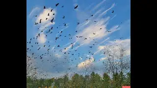 ПТИЦЫ   УЛЕТАЮТ  НА  ЮГ .