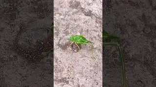 Жук листочек