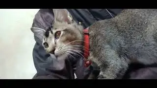 Kucing yang pinter