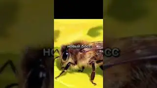 ждёшь лето #memes #мем #mem #лето