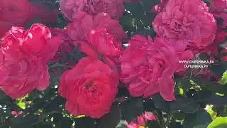 Частичная обрезка роз во время цветения 🌹