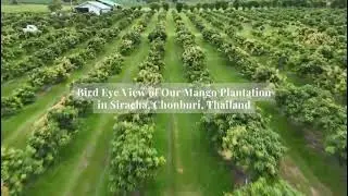Plantations International's Mango Plantation in Siracha, Thailand