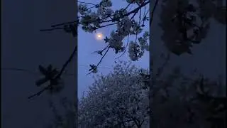 Красивый спокойный нашид