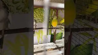 Певчий попугай поёт