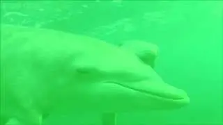 Dolphins getting high (Parody)