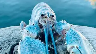 BLUE LOBSTER JumbScare with Meme Sound Effect