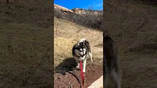 Husky mini hiking in Rockies