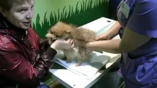 Наш Смурфик - 3 (собака шпиц!)