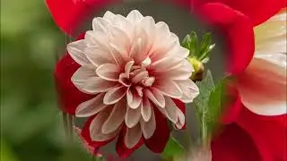 FLORES PARA FRIDA