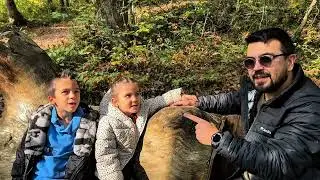Ormanya'da neler var? Ormanya Doğal Yaşam Parkı