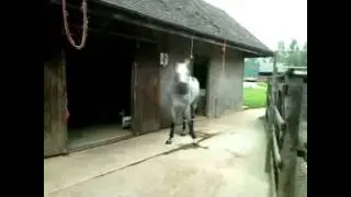 Every Day I'm Horselin | LMFAO True Shuffle