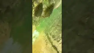 Iphone 11 Under water Shooting