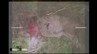 НАРЕЗКА Охоты на кабанов ночью с тепловизором