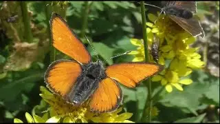 Gli impollinatori