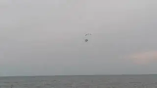 Red Bull Air Race(1)