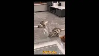 Funny  animals 2023