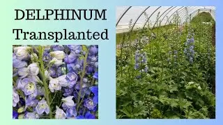 Can You Transplant Delphinium?