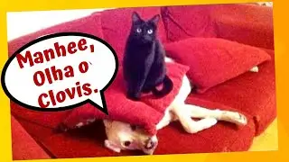 Cachorro Vs Gato ⭐Qual o Mais Maluco ❓❓❓ Animais Engraçados