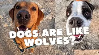 Similarities between our dogs and wolves 🤭