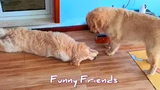 Golden Moments: Funny and Cute Clips of Two Golden Retriever Dogs