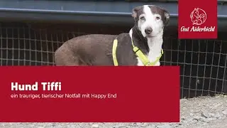 Hund Tiffi - Ein trauriger, tierischer Notfall mit Happy End