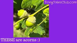 Acorns or Pine Cones - which is it?